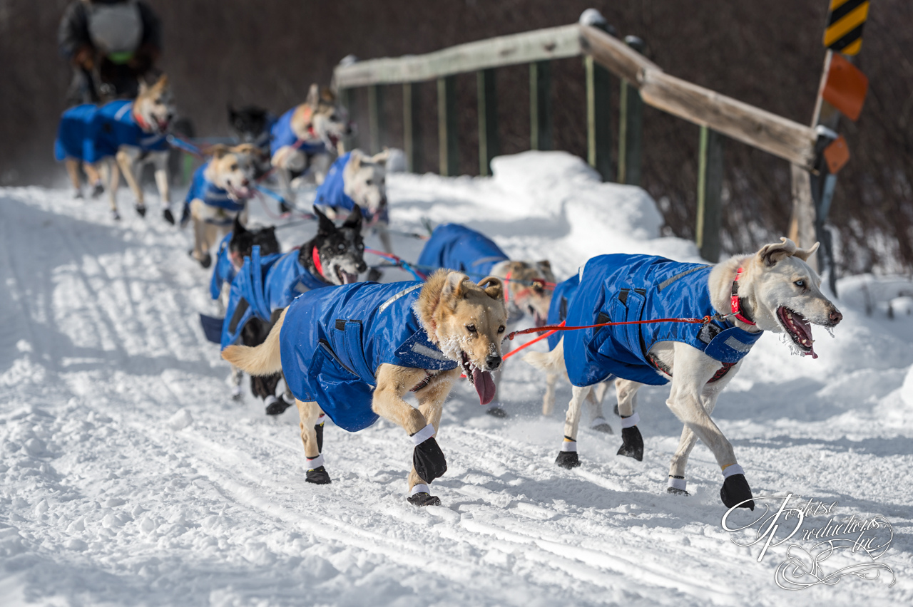 Sled Dog Team Crosses Bridge During Race