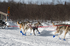 Sled Dog Team Runs by on Winter Trail