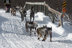 Sled Dog Team With Frosted Faces Race Down Winter Trail