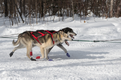 Pair of Sled Dogs on Team Run By