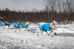 Sled Dog Team Races By