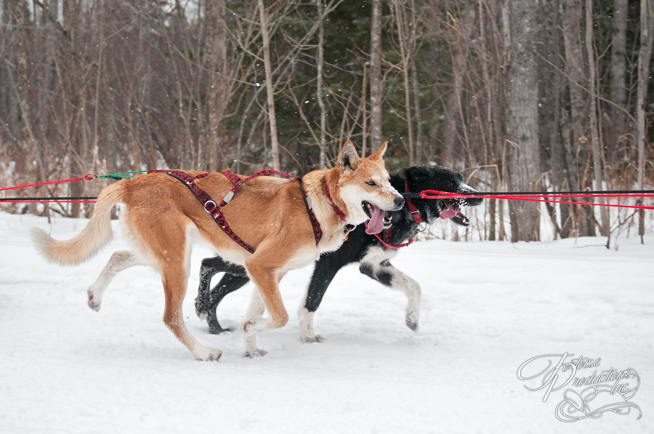 Canine Athletes Race By During Dog Sled Race