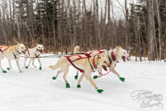 Sled Dogs Race Along Trail