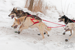 Sled Dogs Race Up Embankment