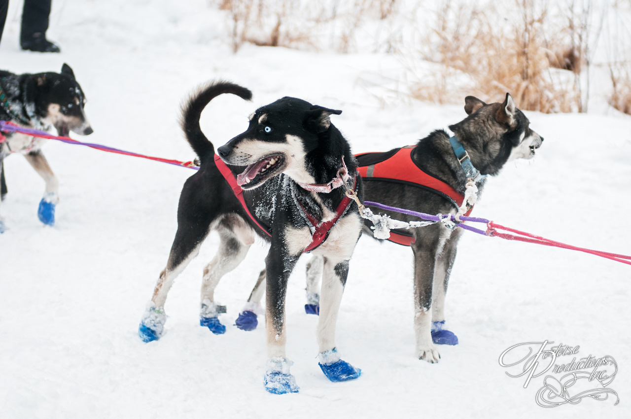 Sled Dogs Wait at Checkpoint