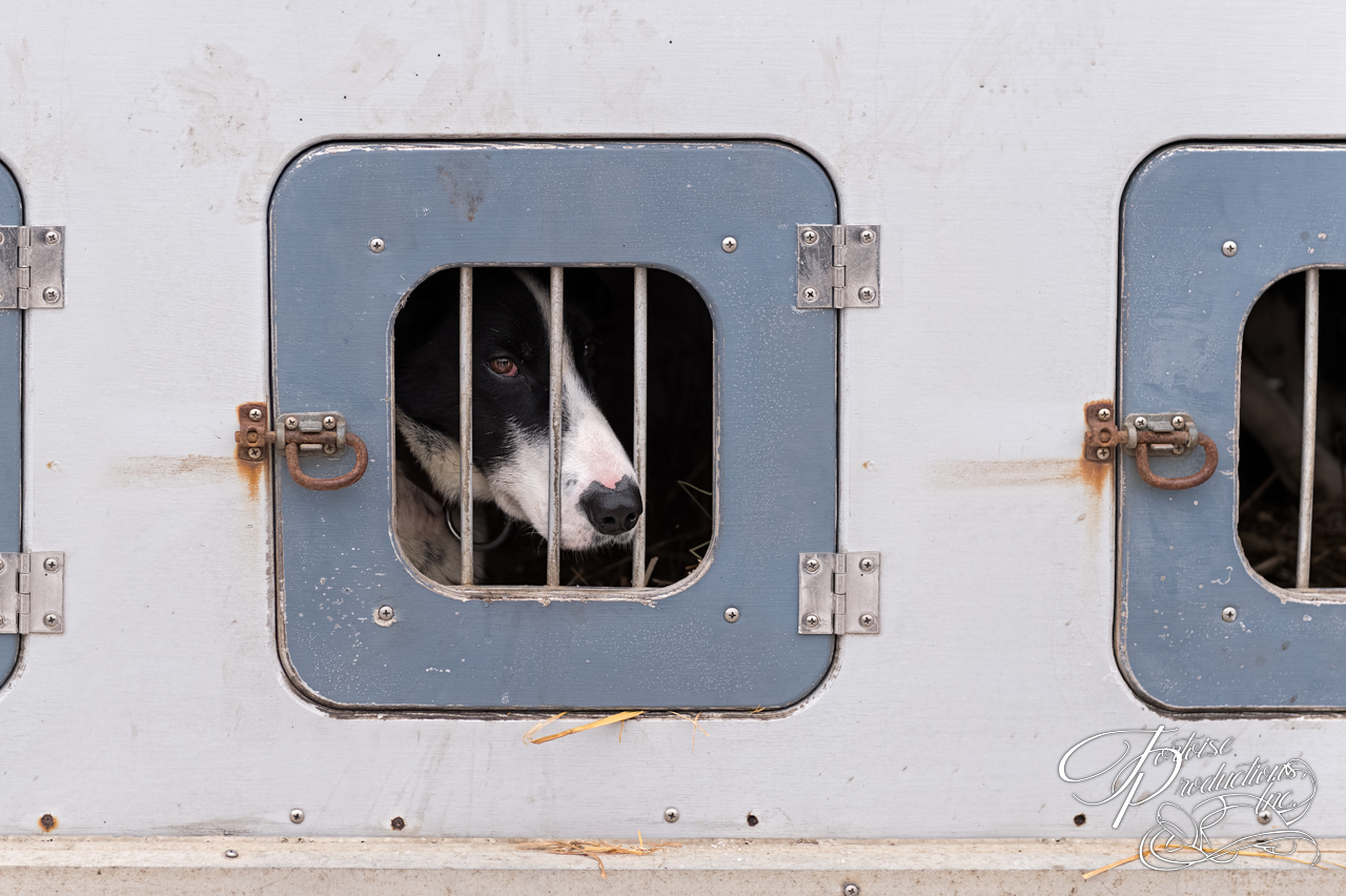 Sled Dog Confined in Dog Box