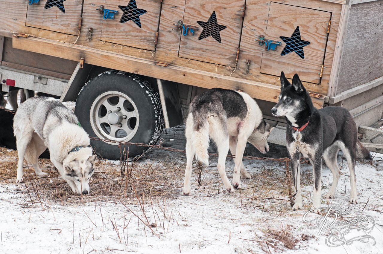 Sled Dogs Stand Near Dog Truck
