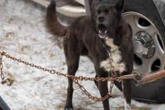 Sled Dog Chained by Truck Barks