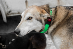 Lead Sled Dog with Lighted Collar