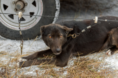 Sled Dog Clipped to Line Near Truck