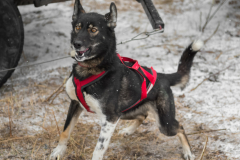 Excited Sled Dog Bounces Prior to Race