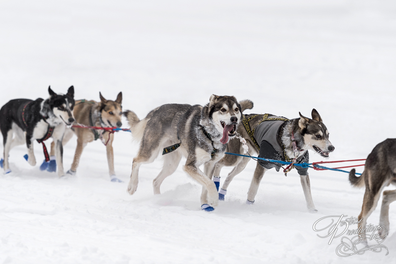 Sled Dog Team Runs By on Snowy Lake