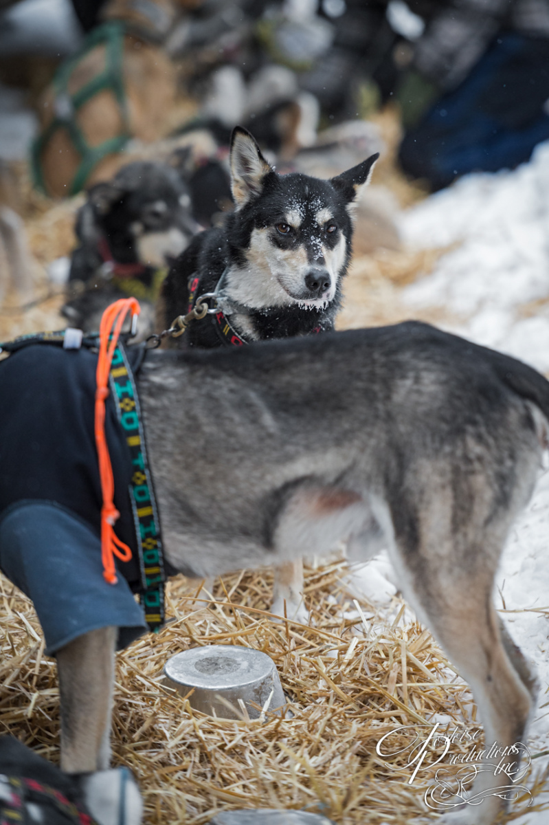 Sled Dogs at Rest Stop During Dog Sled Race Winter