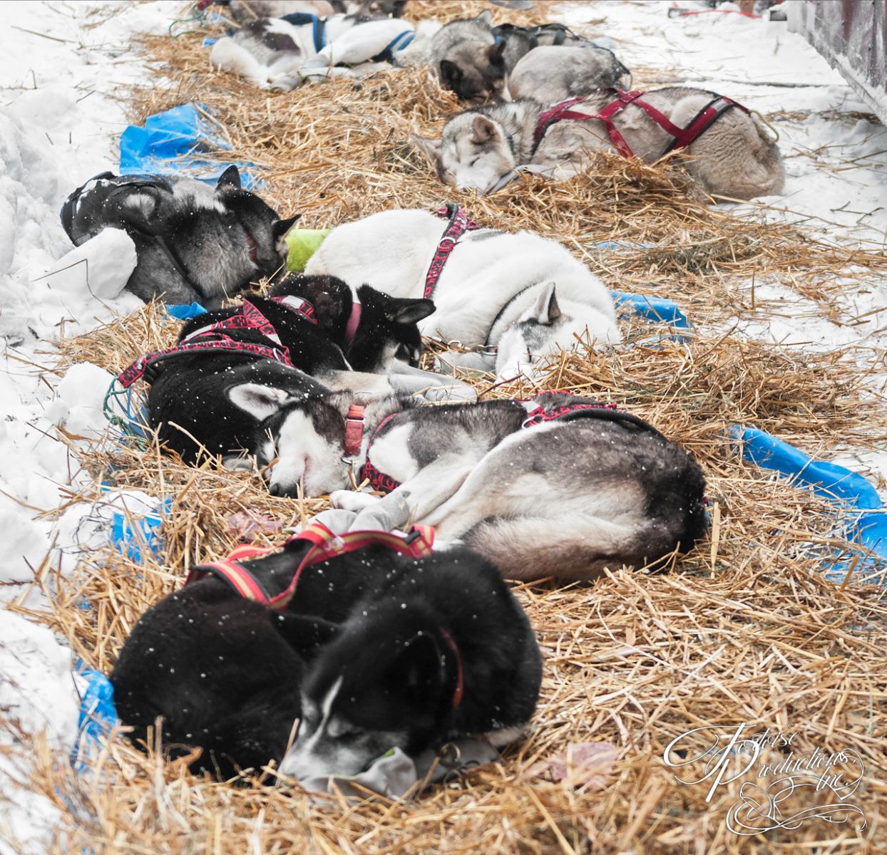 Sled Dogs Sleep at Checkpoint Between Legs