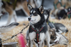Sled Dog Waits to Be Fed at Rest Stop Winter