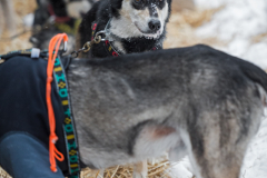 Sled Dogs at Rest Stop During Dog Sled Race Winter