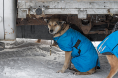 Sled Dog Shelters Under Truck at Rest Stop During Dog Sled Race