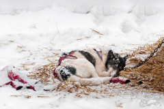 Sled Dog Sleeps in Snow and Hay