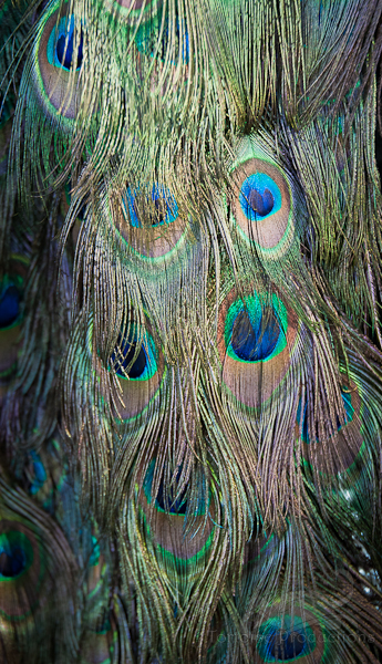Peacock Feather Cape