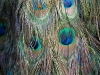 Peacock Feather Cape