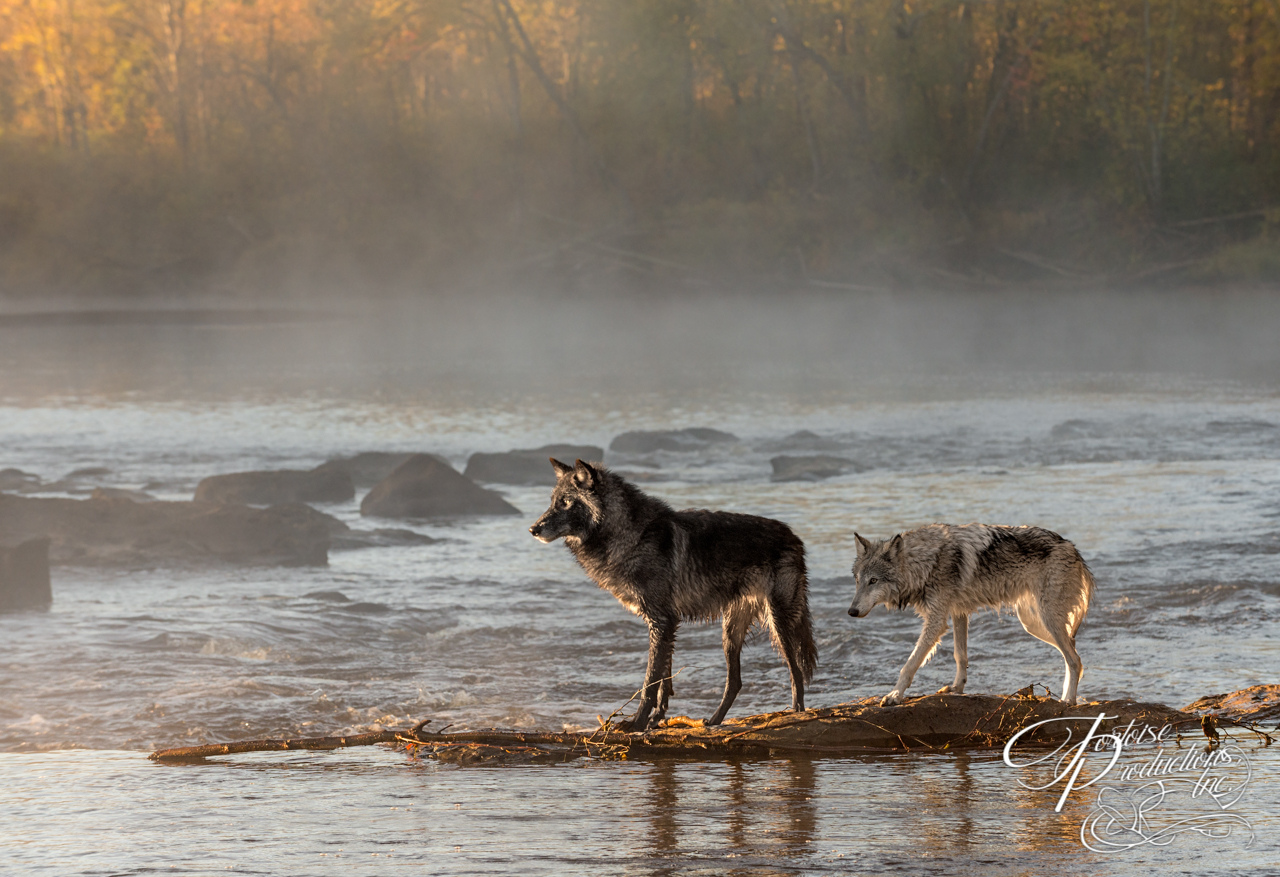 Wolves in the Mist