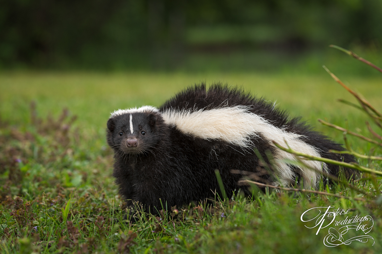 Striped Skunk (Mephitis mephitis) Looks Out from Ground