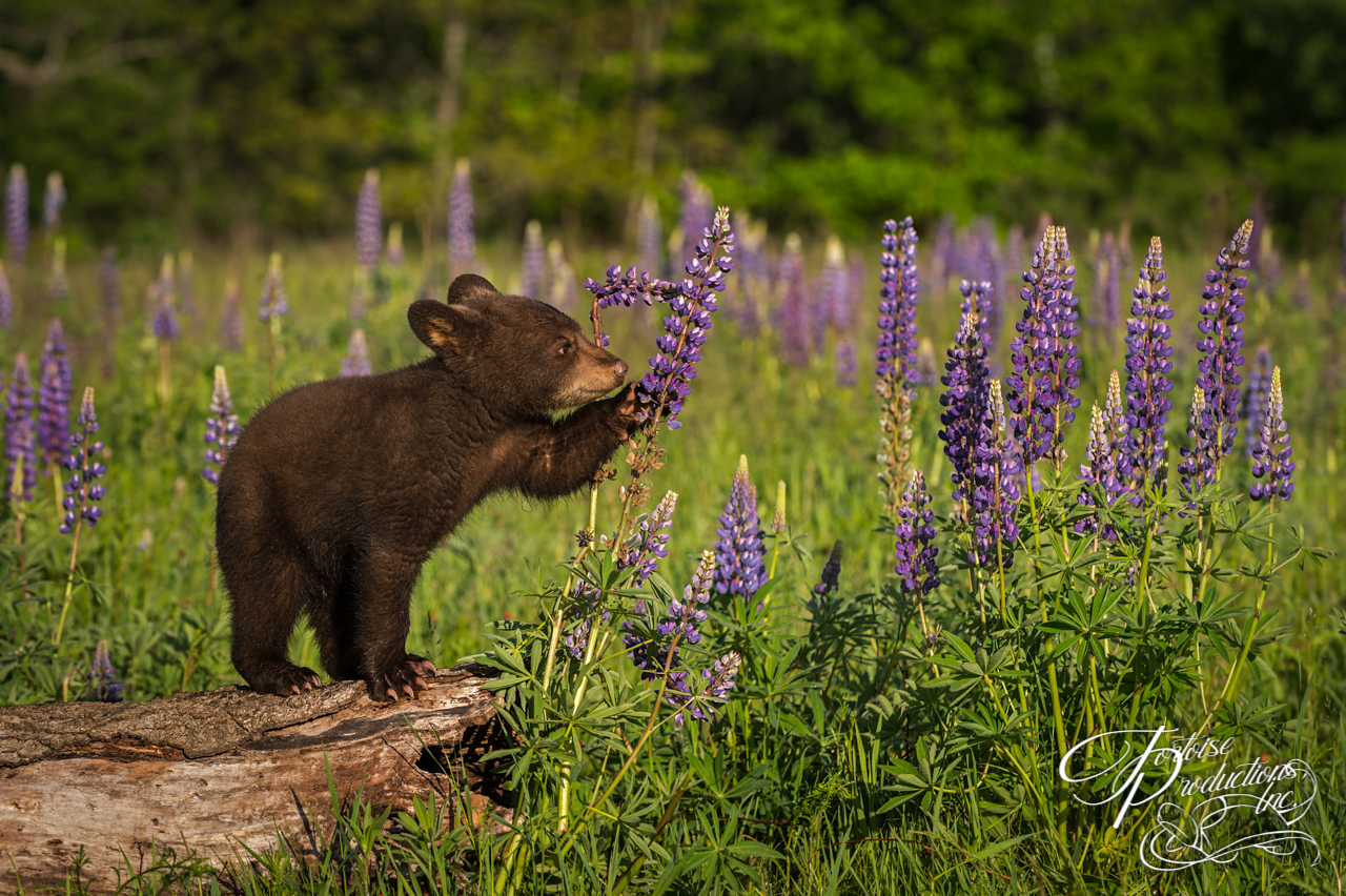 Black Bear Cub (Ursus americanus) Paws at Lupine Summer