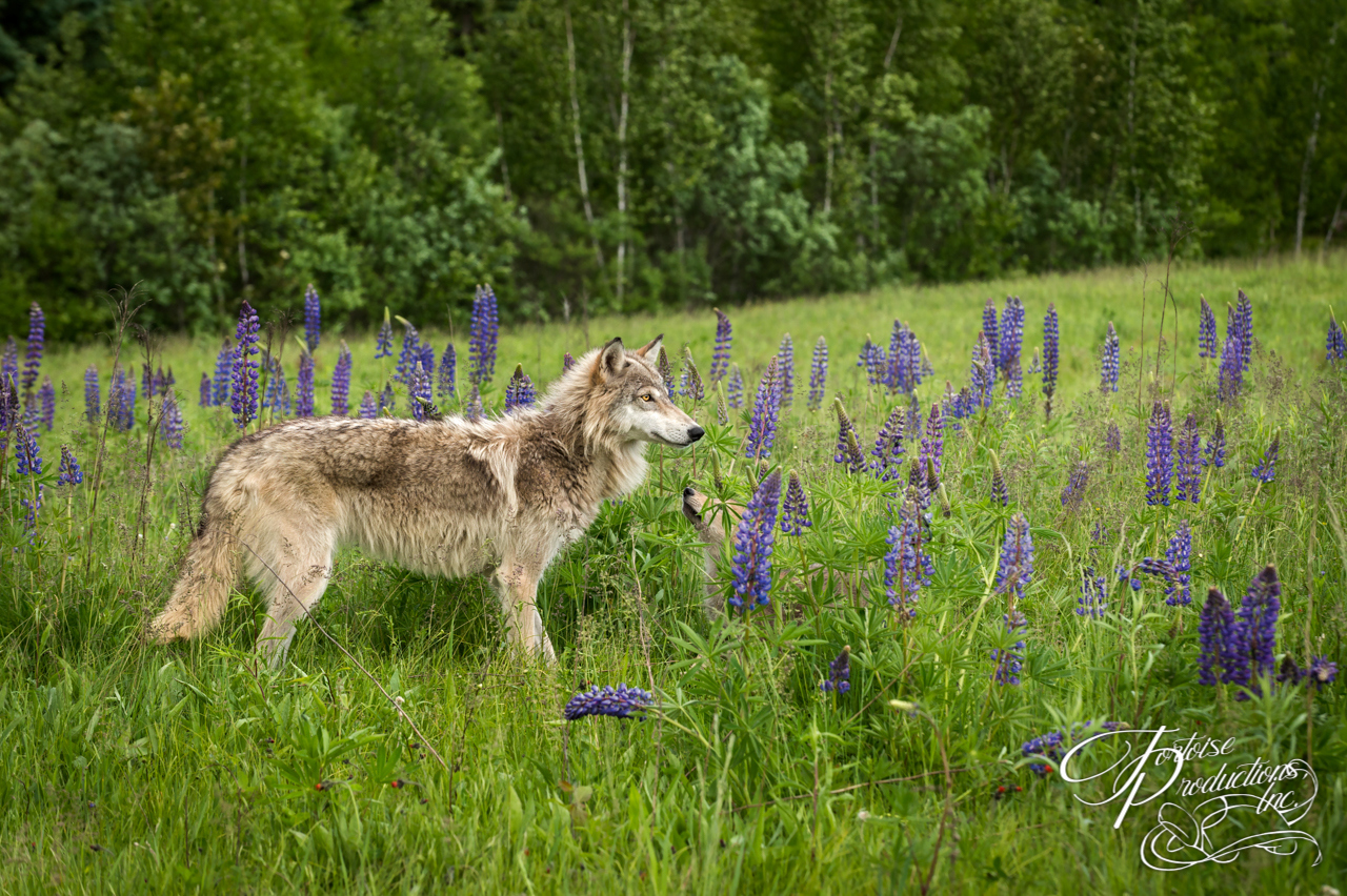 Juvenile Grey Wolf (Canis lupus) and Pup Stand in Field of Lupine
