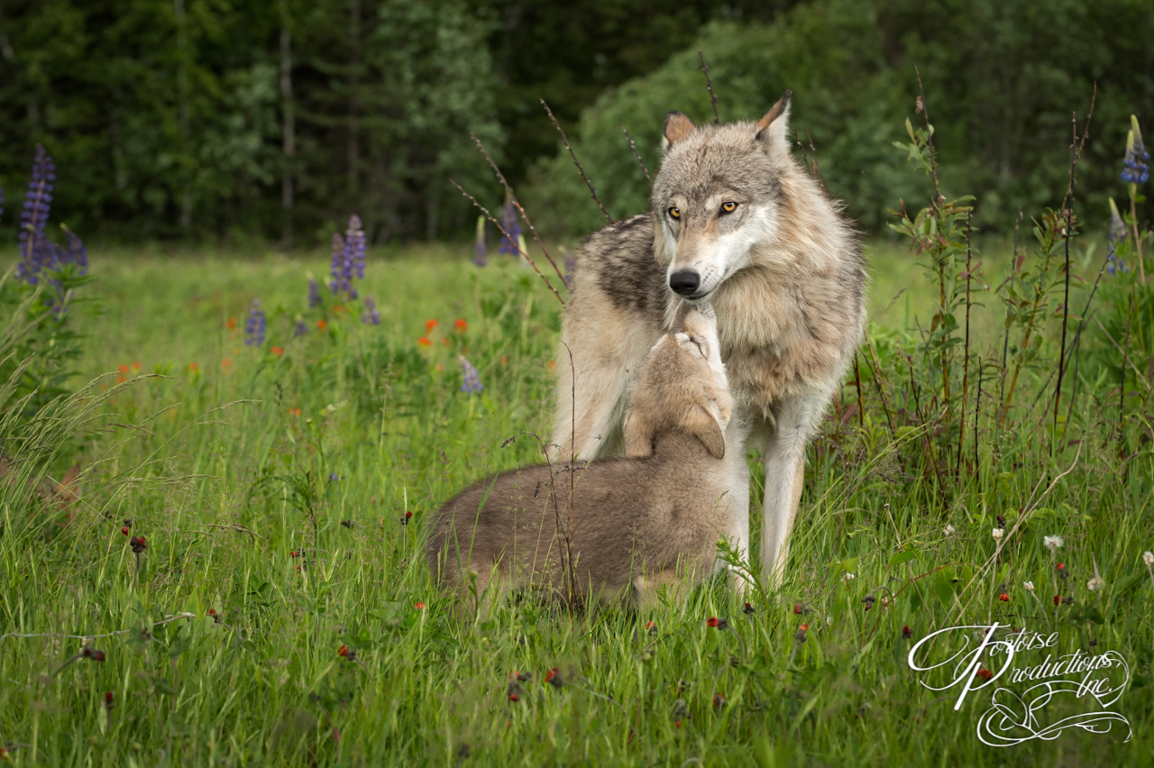 Grey Wolf (Canis lupus) Greeted by Pup