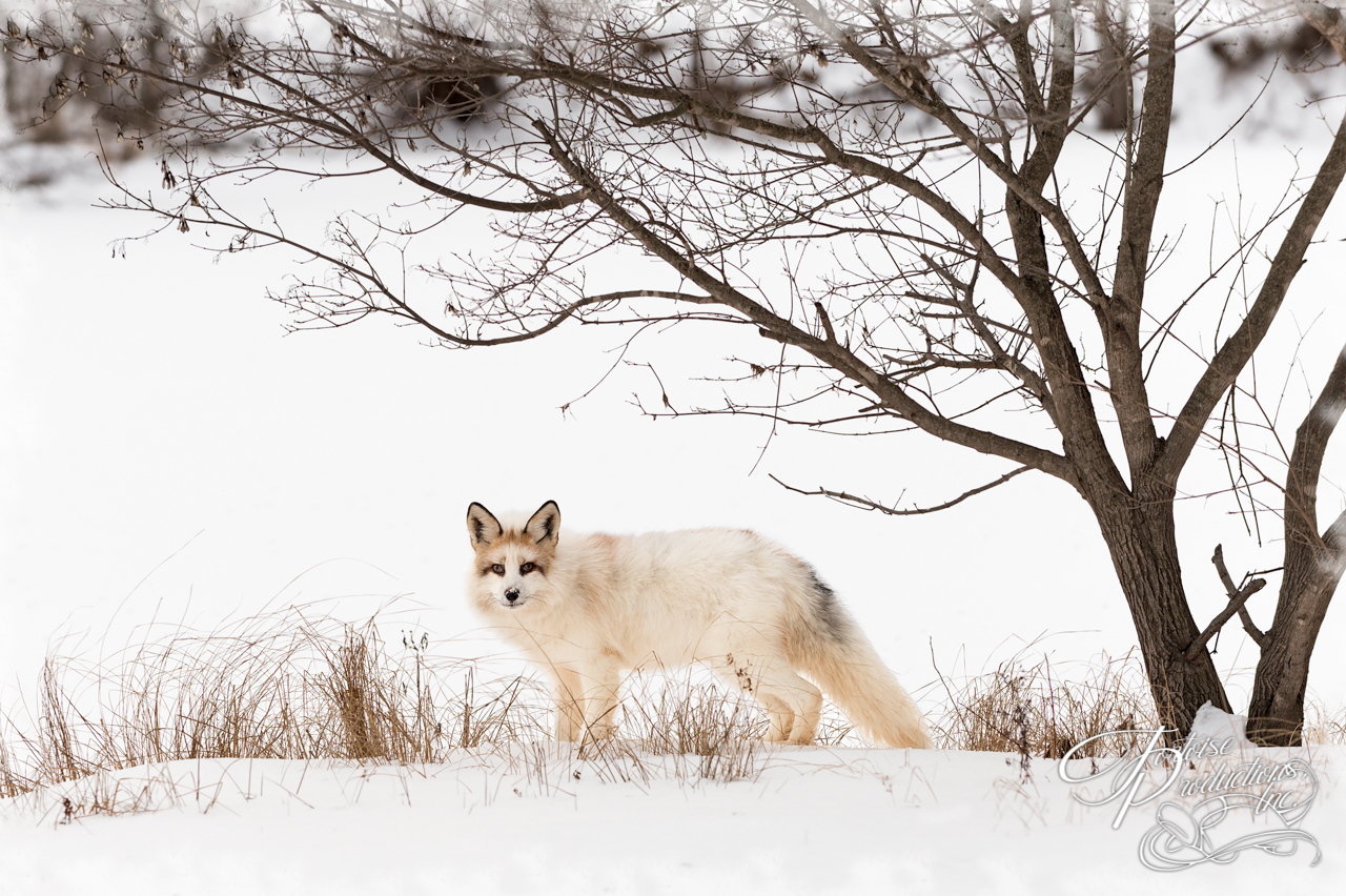Marble Fox (Vulpes vulpes) Stands Under Tree