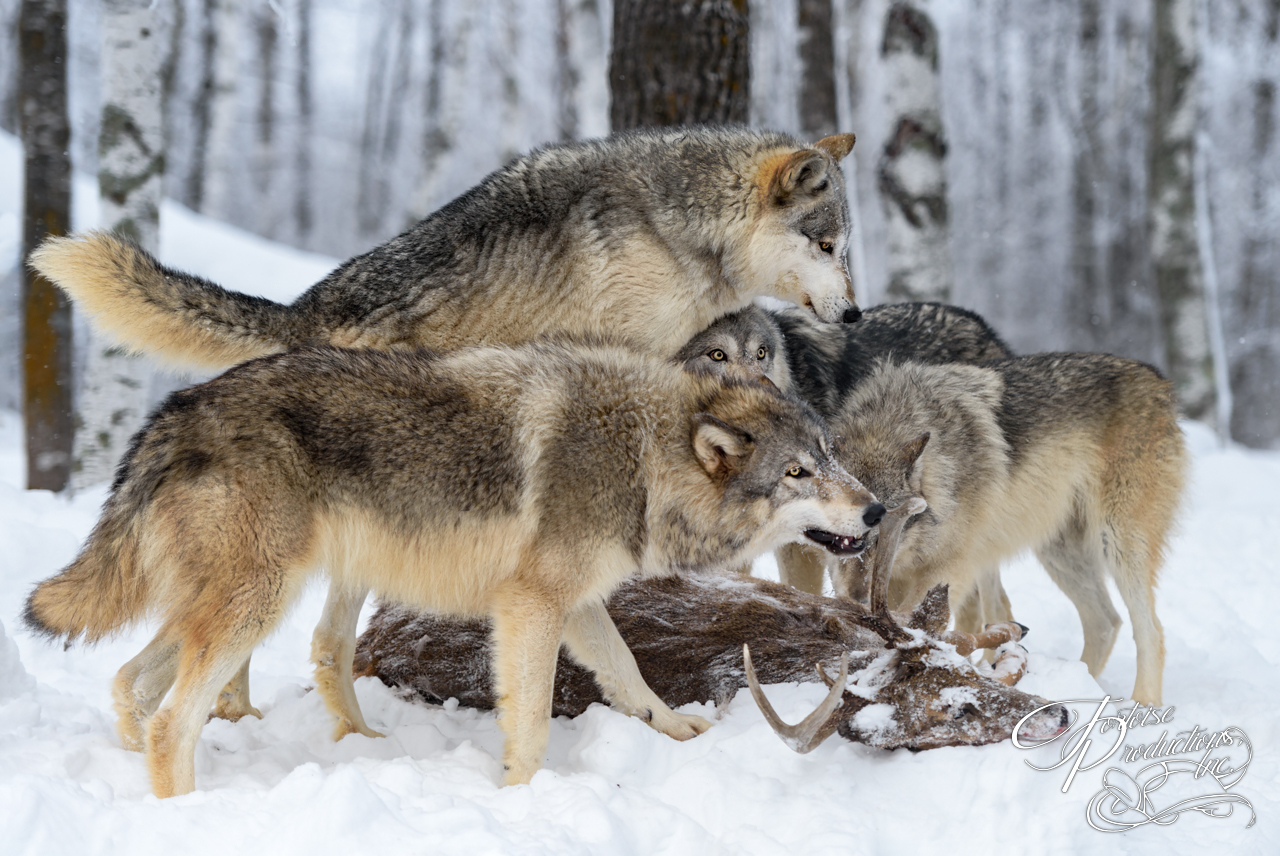 Wolves (Canis lupus) Gather at White-Tail Deer Carcass