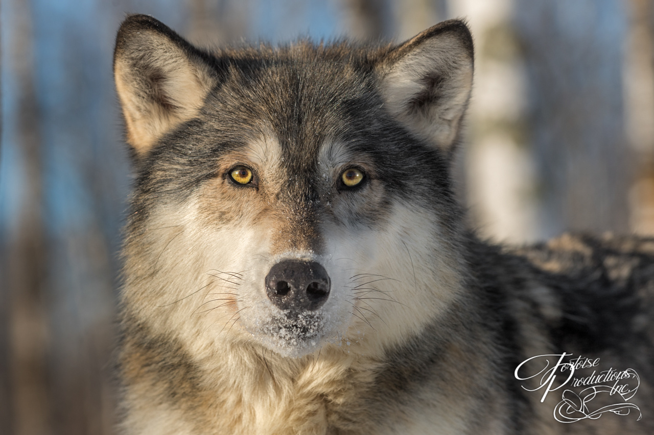 Grey Wolf (Canis lupus) Stares Out Head and Back Winter