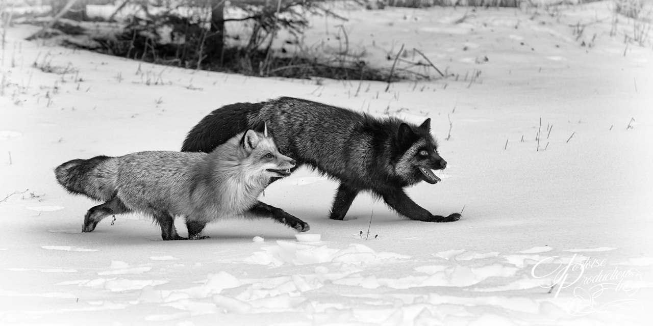 Foxes Running