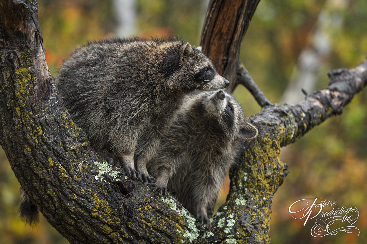 Raccoon (Procyon lotor) Looks Up at Fellow in Tree Autumn