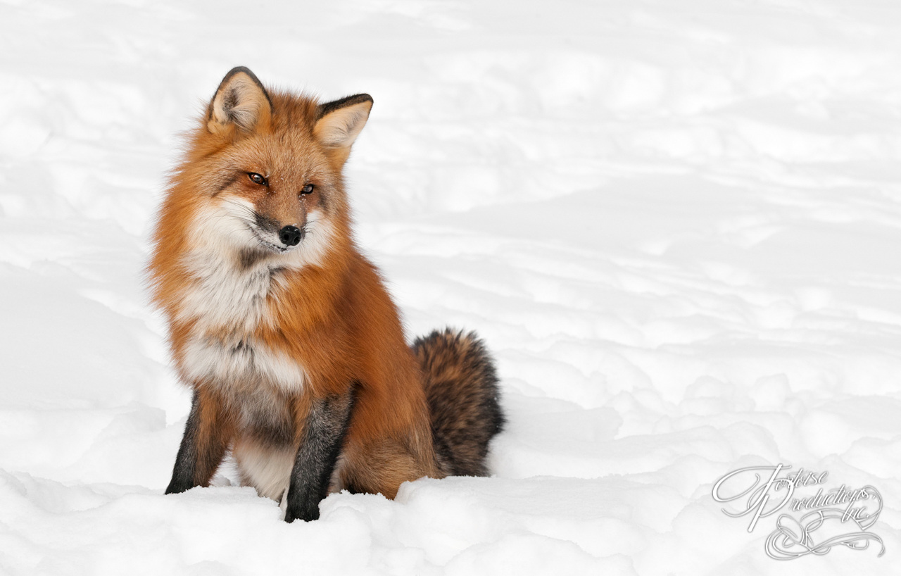 Red Fox (Vulpes vulpes) Sits Peacefully in Snow