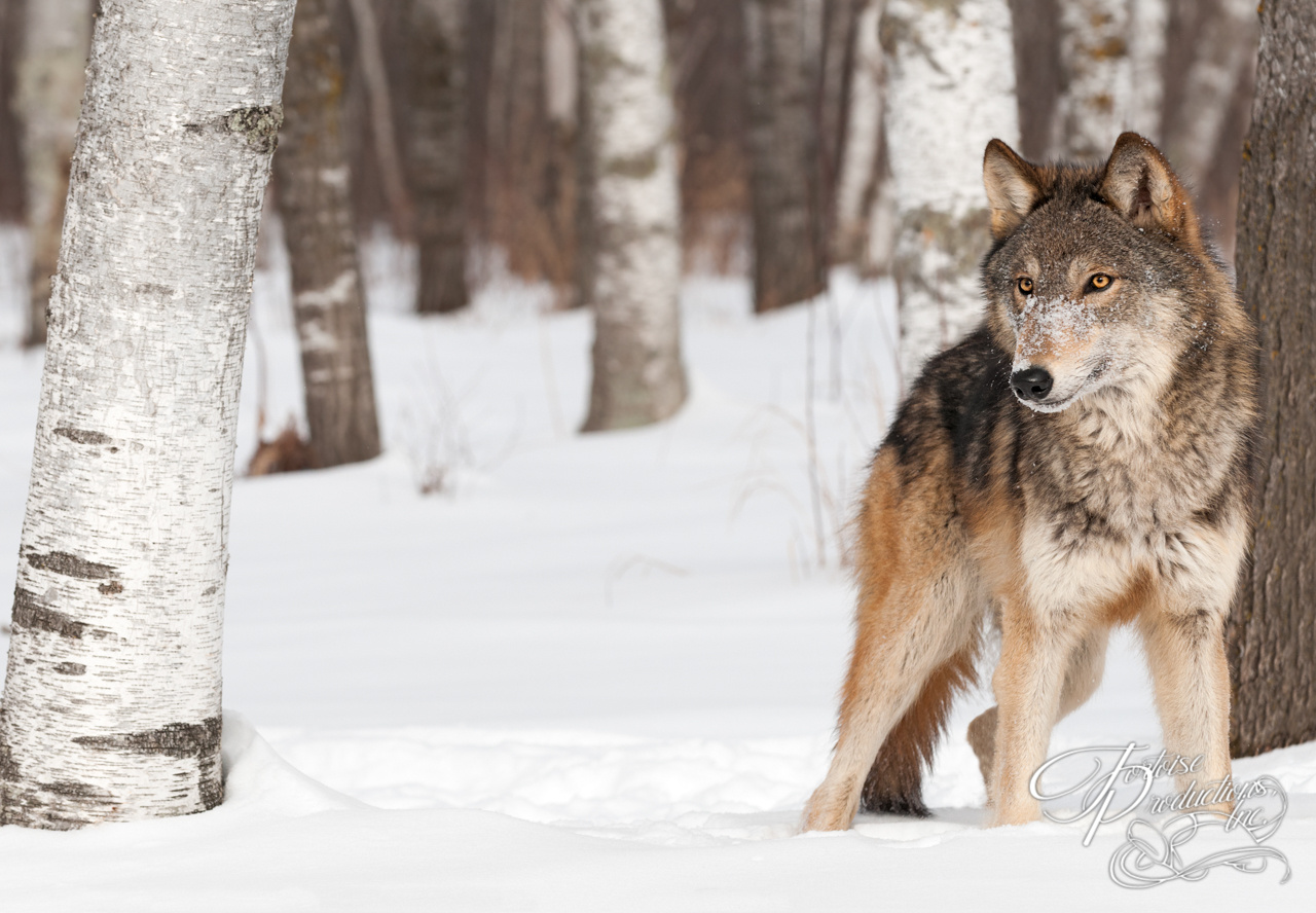 Grey Wolf (Canis lupus) Stands Between Trees