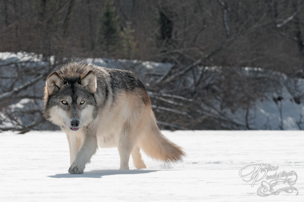 Grey Wolf (Canis lupus) Prowls on Riverbed
