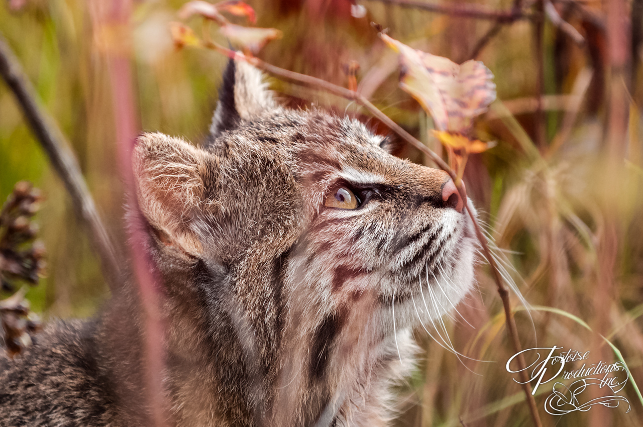 Bobcat (Lynx rufus) Looks Up Amongst Weeds