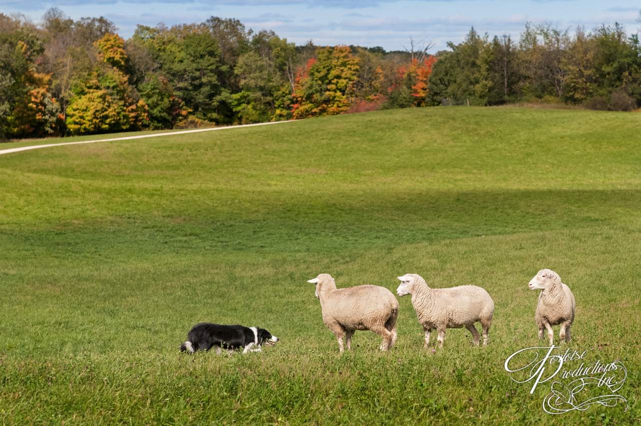 Stock Dog (Border Collie) and Sheep (Ovis aries) Standoff