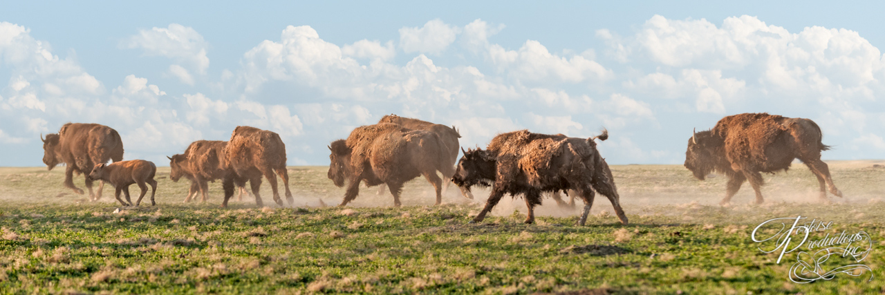 American Bison (Bison bison) Stampede