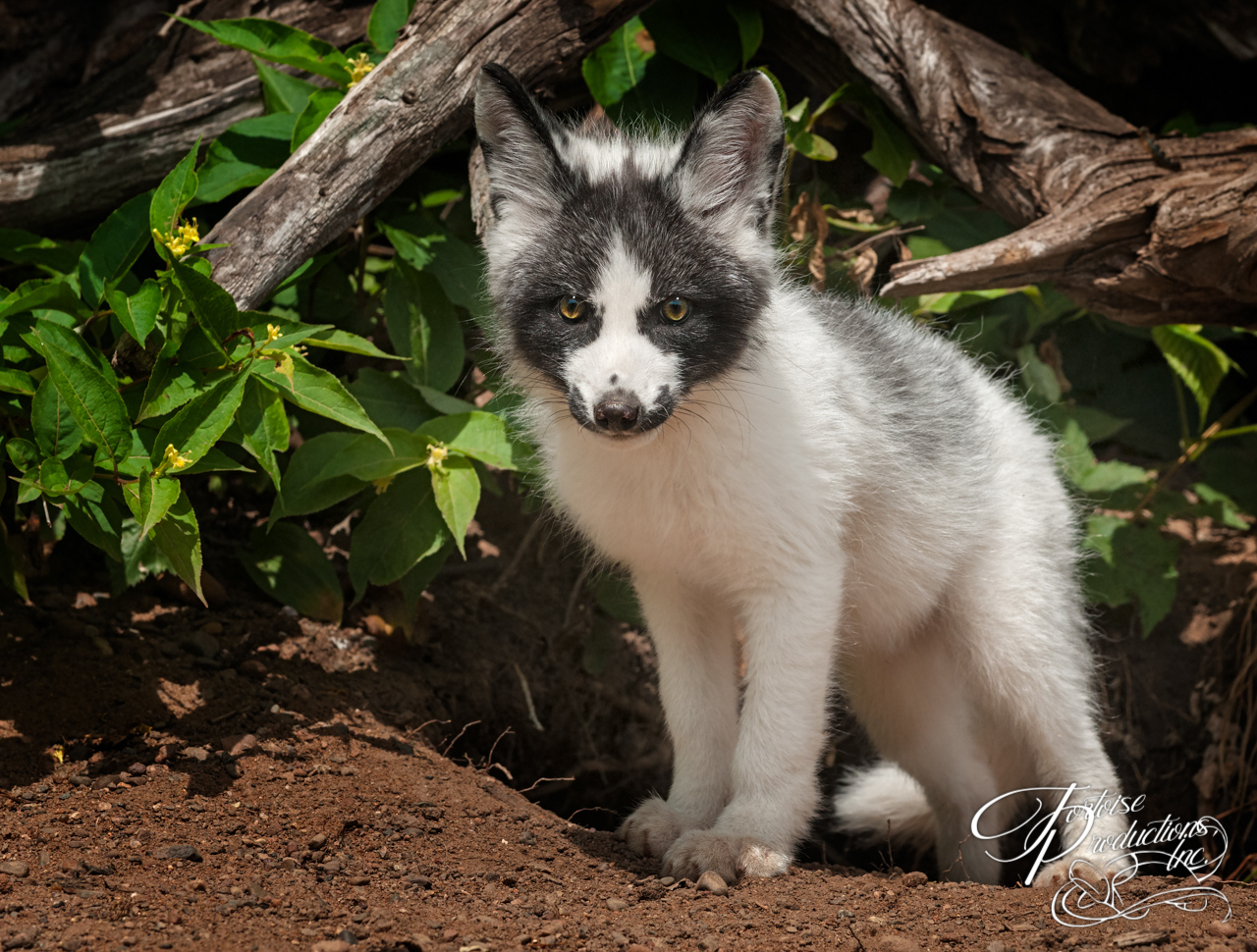 Young Marble Fox (Vulpes vulpes) Looks Out
