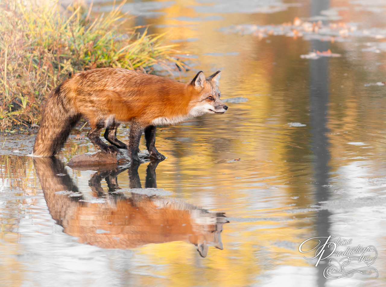 Reflections on Red Fox