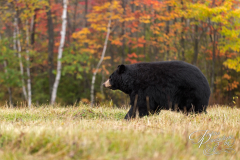 Adult Female Black Bear (Ursus americanus) Walks Left
