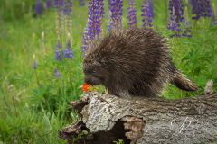 Porcupine (Erethizon dorsatum) Examines Flower