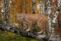 Adult Male Cougar (Puma concolor) Stares Out from Atop Birch Branch Autumn