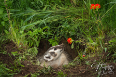 North American Badger (Taxidea taxus) Looks Up at Flower
