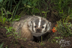 North American Badger (Taxidea taxus) Steps Up Out of Den