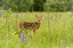 White-Tailed Deer Fawn (Odocoileus virginianus) Looks Out From Field