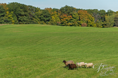 Quartet of Sheep (Ovis aries) Run in Autumn Field