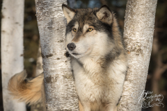 Grey Wolf (Canis lupus) Looks Out Tail Wagging